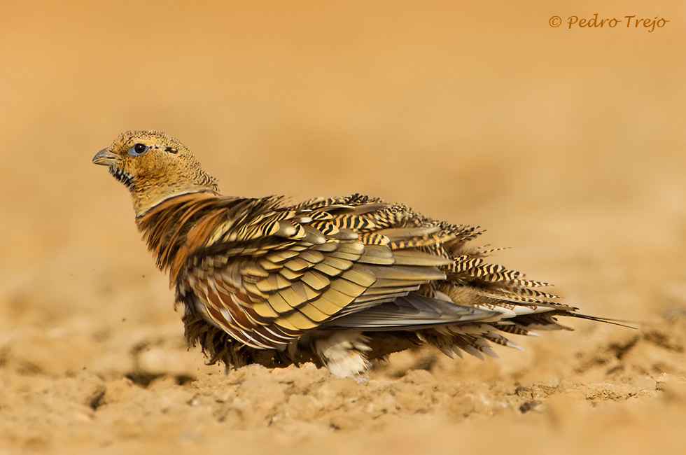 Ganga ibérica (Pterocles alchata)